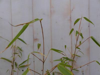 Bamboe 200 cm groen blijvend Phyllostachys Bambusoideae Warentuin Natuurlijk - Warentuin natuurlijk Bamboe 200 cm groen blijvend Phyllostachys Bambusoideae Warentuin Natuurlijk - Warentuin natuurlijk