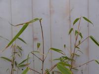 Bamboe 200 cm groen blijvend Phyllostachys Bambusoideae Warentuin Natuurlijk - Warentuin natuurlijk - thumbnail