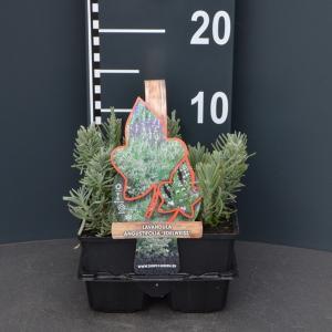 Lavendel (lavandula angustifolia "Hidcote") bodembedekker - 6-pack - 1 stuks