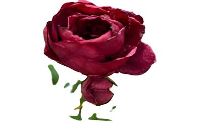 Enkele rode pioenroos Buitengewoon de Boet - Buitengewoon de boet