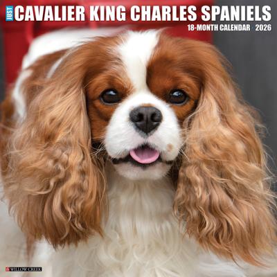 Cavalier King Charles Spaniel Kalender 2026