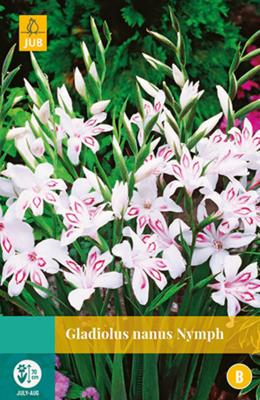 Gladiolus Nymph Bloembol JUB 10 bollen - Jub