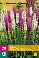 Bloembollen Liatris Blauw-Wit 20st - thumbnail