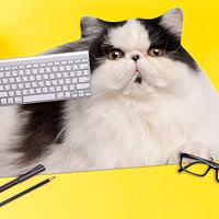 Mosterd Dikke Kat Mat - thumbnail