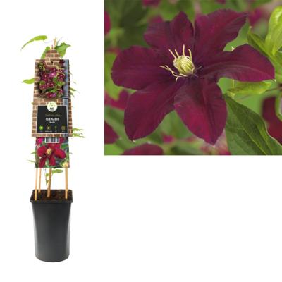 Rode bosrank (Clematis "Niobe") klimplant