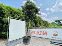 Osmanthus Aquifolium - Schijnhulst - thumbnail