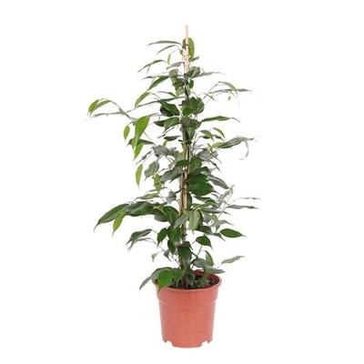 Ficus 'Danita' P 17 cm Ficus 'Danita' P 17 cm