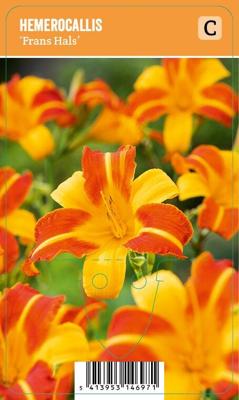Vips Hemerocallis Frans Hals - Daglelie