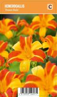 Vips Hemerocallis Frans Hals - Daglelie - thumbnail