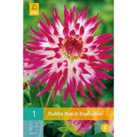 Dahlia Dutch explosion - thumbnail