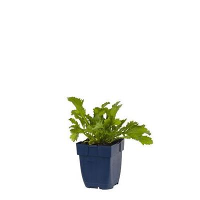 Leucanthemum v. Maikonigin vaste plant Griffioen - Griffioen Leucanthemum v. Maikonigin vaste plant Griffioen - Griffioen