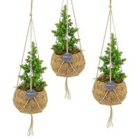 Kokodama mini kerstboompje (3-pack) - P 12 cm - thumbnail