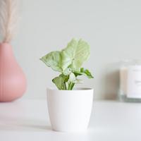 Syngonium Milk Confetti - P6 - thumbnail