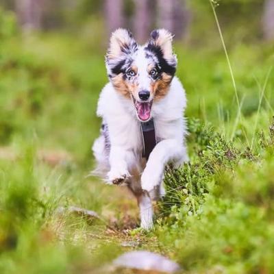 Non-stop dogwear® Hondentuigje Line Harness 5.0, green, Maat: 3