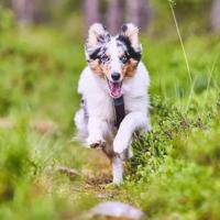 Non-stop dogwear® Hondentuigje Line Harness 5.0, green, Maat: 3 - thumbnail