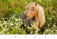 Paarden Kalender 2026 Groot - thumbnail