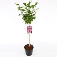 Hibiscus syriacus Woodbridge op stam - Stam 60 cm - 9 stuks - thumbnail