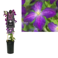 Paarse bosrank (Clematis "Jackmanii Purpurea") klimplant - thumbnail