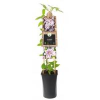 Grootbloemige Clematis Nelly Moser 120 cm klimplant - thumbnail