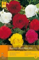 Begonia grandiflora mix 5st bloembol zomer Begonia JUB - Jub - thumbnail