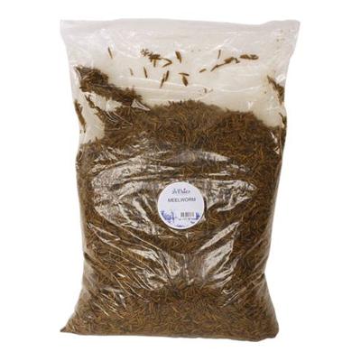 DE VRIES MEELWORM BLACK SOLDIER FLY