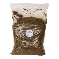 DE VRIES MEELWORM BLACK SOLDIER FLY - thumbnail