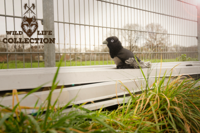 Wild Life Dog Raaf - thumbnail