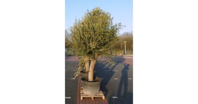 Olijfboom Olea stamhoogte 85 cm en boomhoogte 260 cm XXL Warentuin Natuurlijk - Warentuin natuurlijk Olijfboom Olea stamhoogte 85 cm en boomhoogte 260 cm XXL Warentuin Natuurlijk - Warentuin natuurlijk