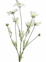 Cosmos Orion cream 92cm - thumbnail