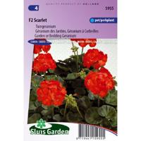 Pelargonium Hortorum zaden F2 Scarlet tuingeranium - thumbnail