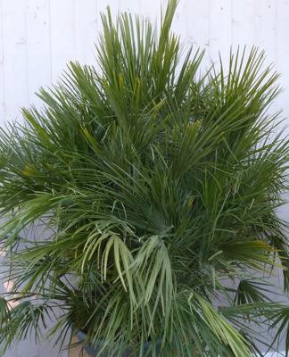 Winterharde palmboom chamaerops humilis 160 cm hoog Europese dwergpalm Warentuin Natuurlijk - Warentuin natuurlijk