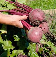 Rode Biet zaden Kogel 2 - Storuman BIO - thumbnail
