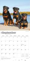 Rottweiler Kalender 2026 - thumbnail