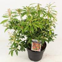 Rotsheide (Pieris “Forest Flame”) heester - 30-40 cm (C4.5) - 9 stuks - thumbnail