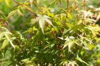 Japanse esdoorn - thumbnail