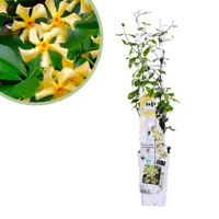 Trachelospermum Star of Toscana - Toscaanse Jasmijn - P14 - thumbnail