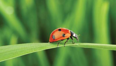 Lieveheersbeestje 130x70cm Tuinschilderij Customize-it - Customize it