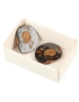 Doosje Ammoniet Paar - 2,5 cm - thumbnail