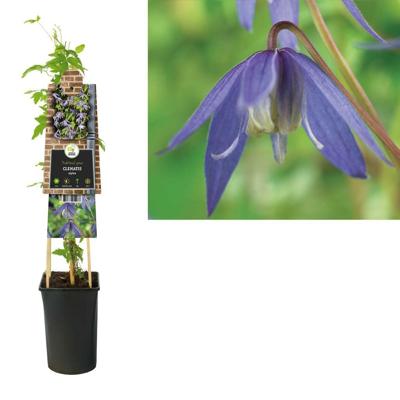 Paarse bosrank (Clematis alpina) klimplant