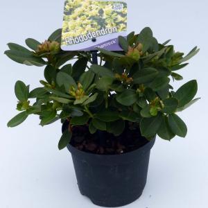 Dwerg rododendron (Rhododendron "Shamrock") heester - 20-25 cm - 1 stuks