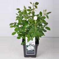 Grootbloemige roos (rosa "Annapurna"®) - C5 - 1 stuks - thumbnail