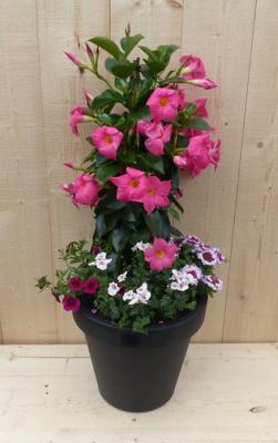Plastic plantenbak antraciet Dipladenia Mandevilla Sundaville roze met zomerbloeiers roze h80 cm Warentuin Natuurlijk - Warentuin natuurlijk