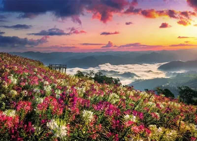 Alexsar Art Tuinschilderij bloemenweide 70x50cm