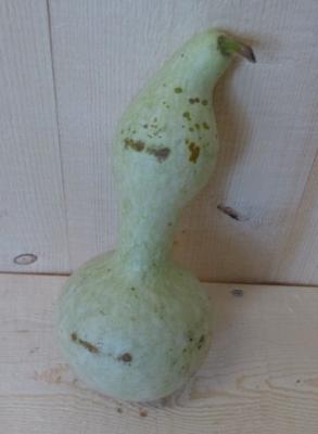 Herfst decoratie sierkalebas 1 stuk Warentuin Natuurlijk - Warentuin natuurlijk