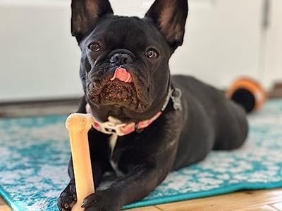 Nylabone dura chew original voor harde bijters - thumbnail