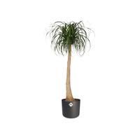 Bloempot B.for soft 22 cm antraciet elho - Elho - thumbnail