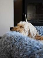 ROSEWOOD HONDENMAND SILVER FLUFF GRIJS - thumbnail