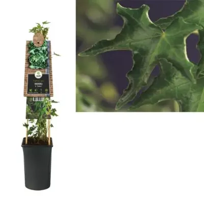 Klimop Hedera Helix Ivalace 75 cm klimplant