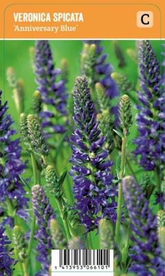 Vips Veronica spicata Inspire Blue - Ereprijs