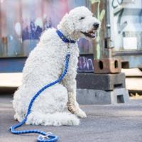 TRIXIE HONDENRIEM CAVO VERSTELBAAR GRIJS 200X1,8 CM - thumbnail